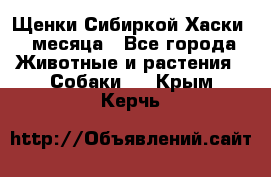 Щенки Сибиркой Хаски 2 месяца - Все города Животные и растения » Собаки   . Крым,Керчь